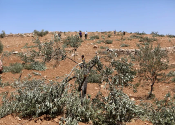 Fələstin mənbələri: Sionist məskunlaşmış yəhudilər, işğal olunmuş Qərb Sahilinin Nablus şəhərinin cənubundakı Qaryut kəndinin cənubunda, Ein Marra düzündə yüzlərlə zeytun ağacını kökündən çıxarıb.