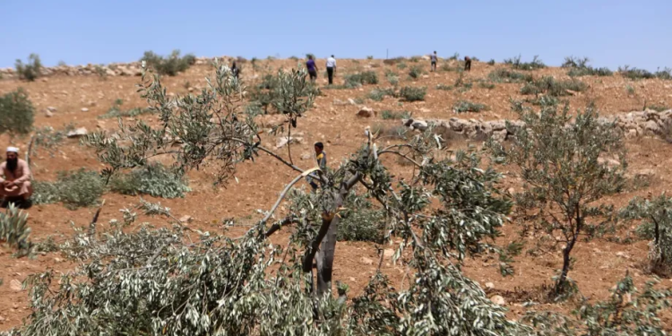 Fələstin mənbələri: Sionist məskunlaşmış yəhudilər, işğal olunmuş Qərb Sahilinin Nablus şəhərinin cənubundakı Qaryut kəndinin cənubunda, Ein Marra düzündə yüzlərlə zeytun ağacını kökündən çıxarıb.