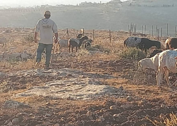 Basqınlar, həbslər və məskunlaşma hücumları Əriha, Nablus və Xəlildə