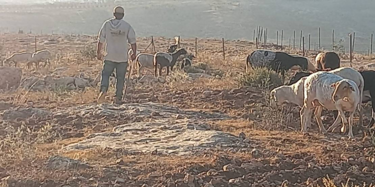 Basqınlar, həbslər və məskunlaşma hücumları Əriha, Nablus və Xəlildə